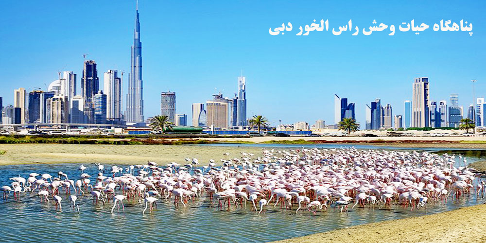 پناهگاه حیات وحش راس الخور دبی