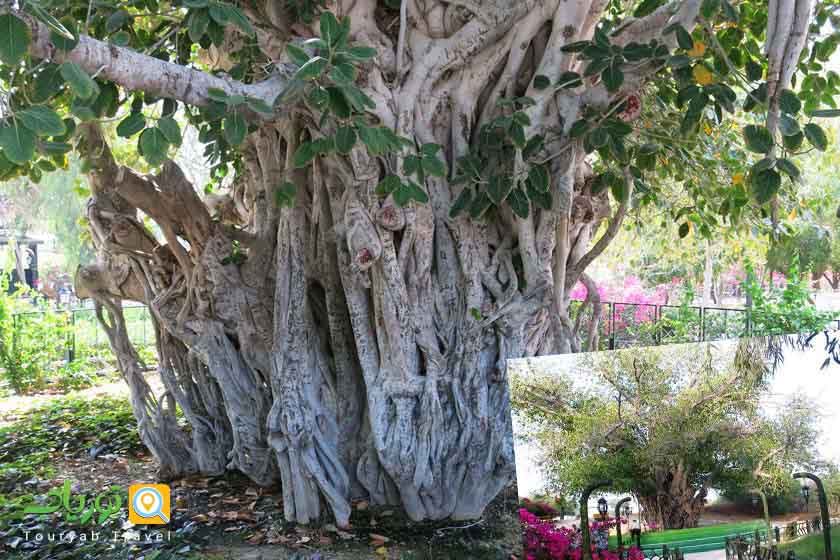 مجموعه درخت سبز جزیره کیش(سیری در سنت جزیره)