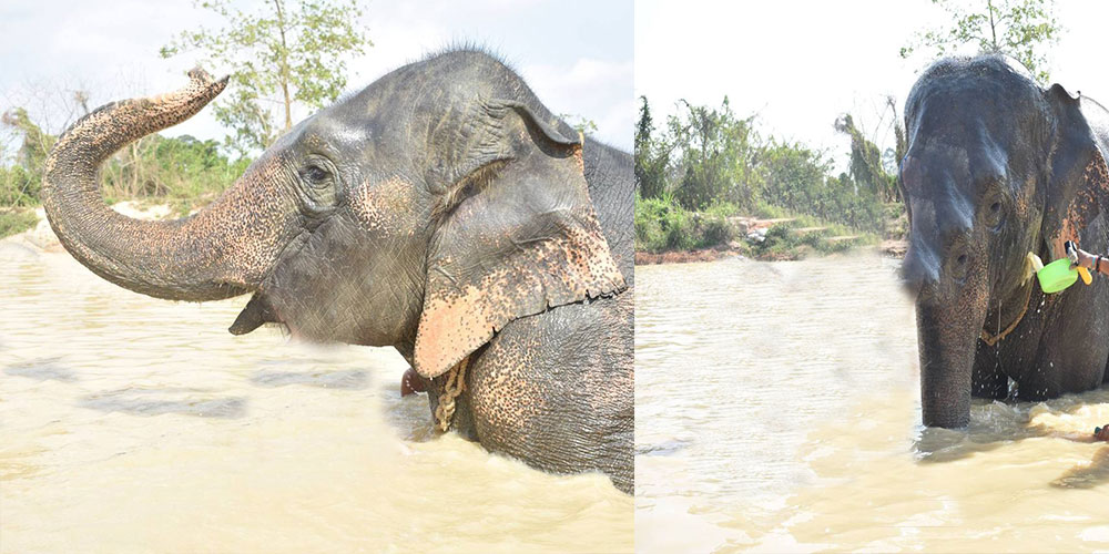 پناهگاه جنگل فیل ها در پاتایا(Elephant Jungle Sanctuary)