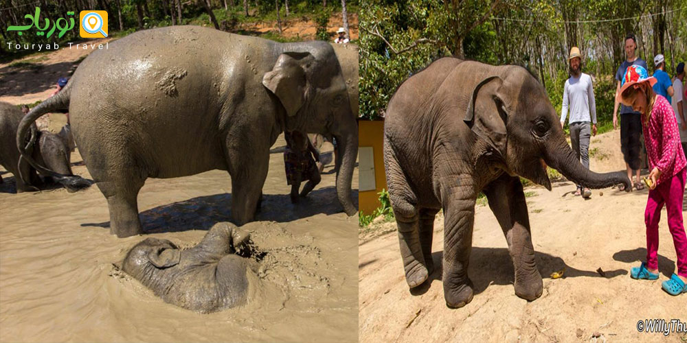 پناهگاه جنگل فیل ها در پوکت (Elephant Jungle Sanctuary)