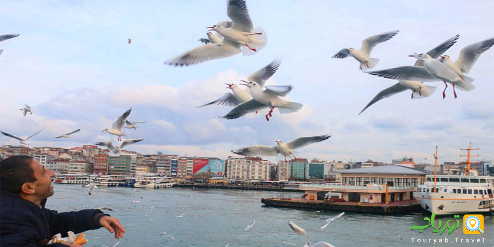 مرغ دریایی استانبول(Seagull)
