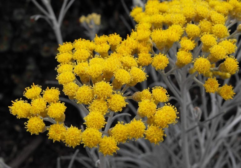 گل ارمنی شماره 5 گل ابدی | 5 Everlasting flower