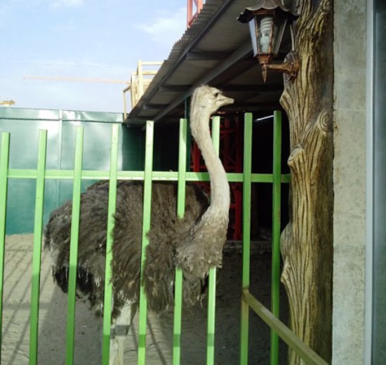 باغ پرندگان مشهد(بزرگترین باغ پرندگان شرق ایران)