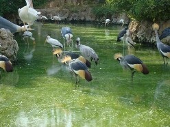 باغ پرندگان جزیره کیش(زیبایی‌ جزیره)