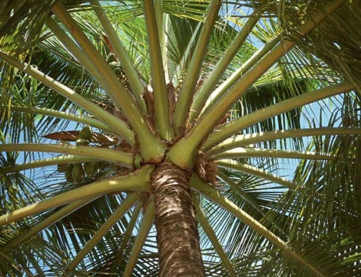 ساحل درختان نارگیل کیش(تلاقی درختان و دریا)