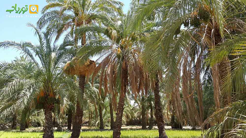نخلستان‌های دیدنی جزیره کیش
