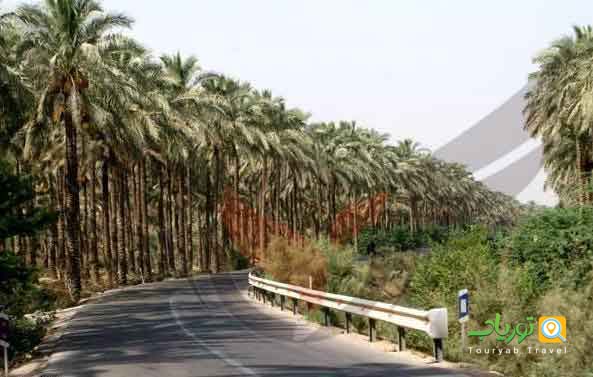 نخلستان‌های دیدنی جزیره کیش