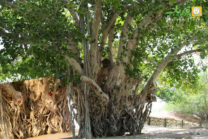 مجموعه درخت سبز جزیره کیش(سیری در سنت جزیره)