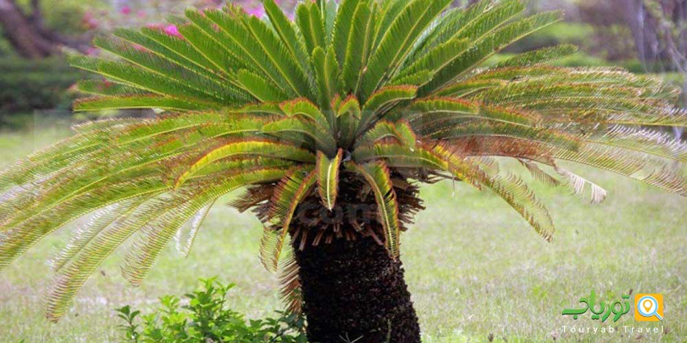 پوشش گیاهی عجیب و دیدنی جزیره کیش