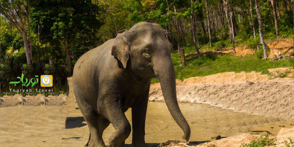 پناهگاه جنگل فیل ها در پوکت (Elephant Jungle Sanctuary)