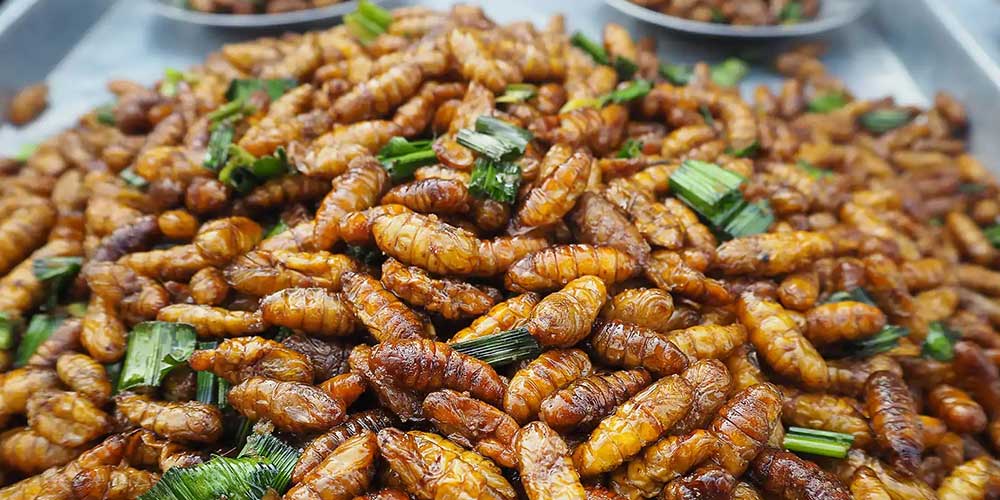 کرم های ابریشم (نون ماه)Silkworms