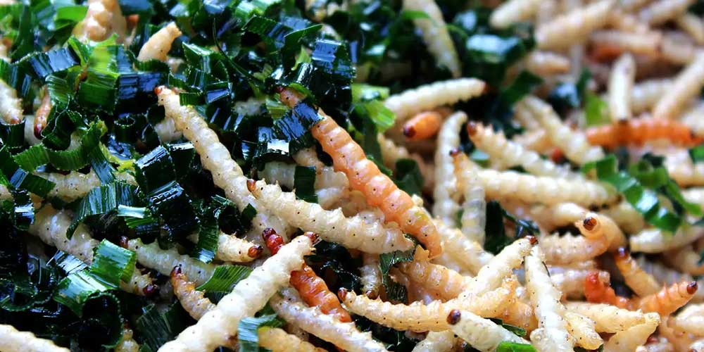 کرم های بامبو (میله می خواهید)Bamboo worms