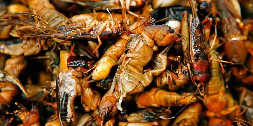 جیرجیرک (نی جینگ)Crickets