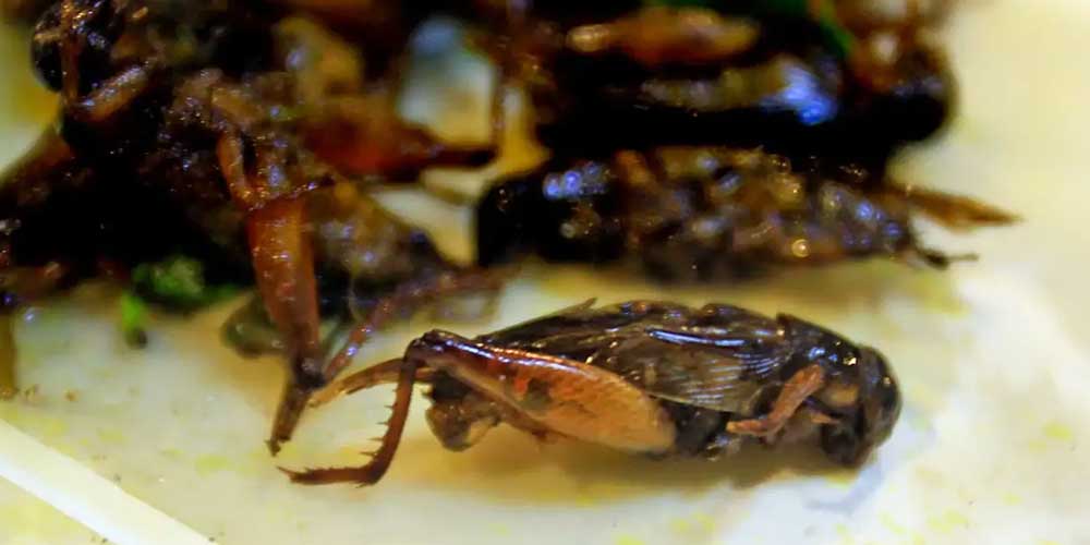 مینی جیرجیرک (جینگ رید خایی)Mini crickets