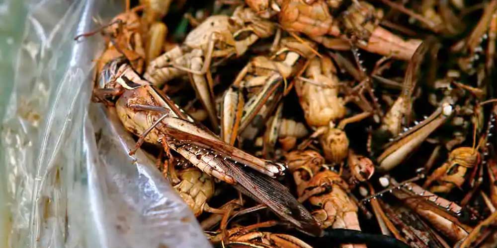 ملخ ها (تاکاتان)Grasshoppers