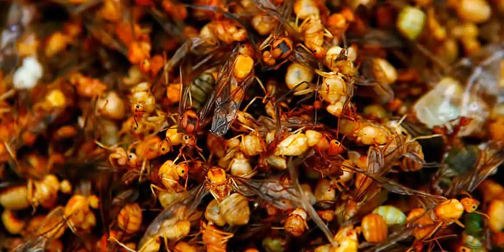 مورچه های سرخ شده (مود داونگ)Red ants
